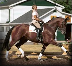 Quality Tyme Young Dressage Horse                                                                                                                                                                                                                              